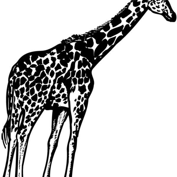 GIRAFF02 Thumbnail